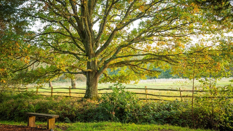 A small wooden bench sits at the edge of a path with grass and a large tree behind it